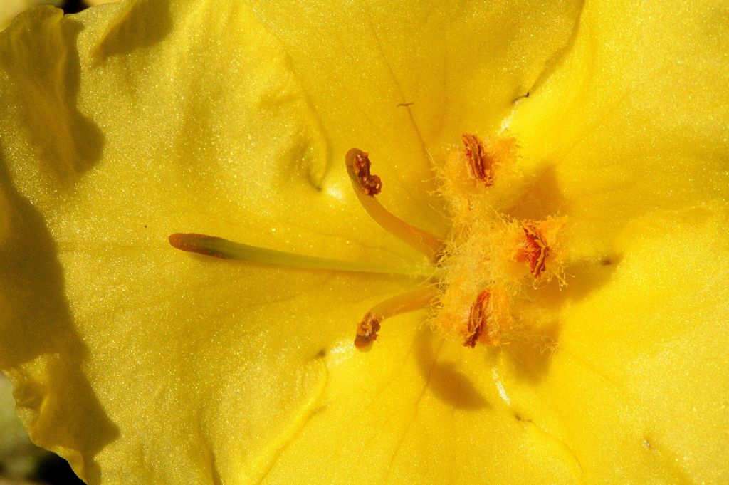 Verbascum thapsus?